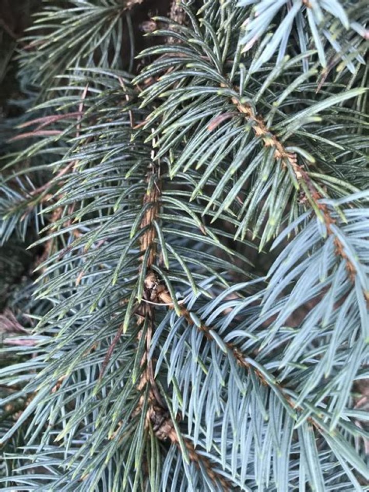 How do you treat a needle cast on a blue spruce tree?
