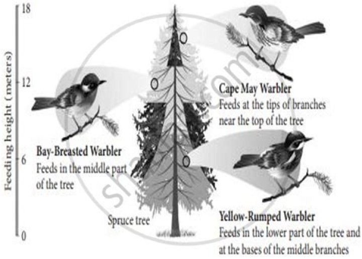 How do you treat a needle cast on a spruce tree?