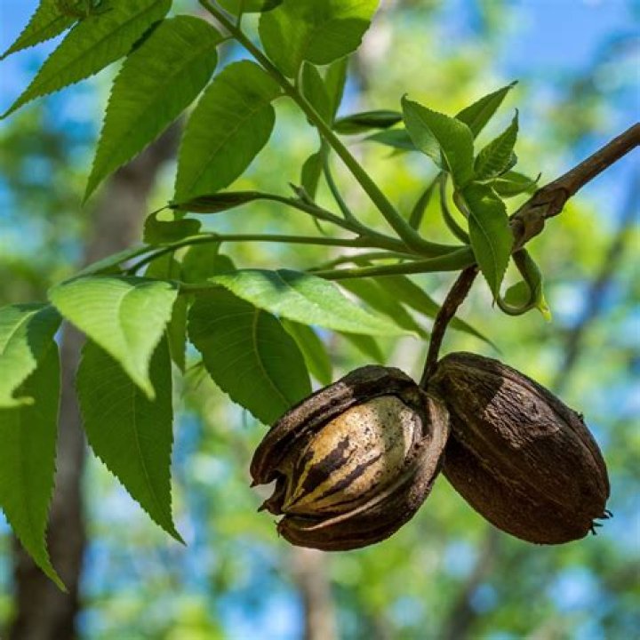 How do you treat a scab on a pecan tree?