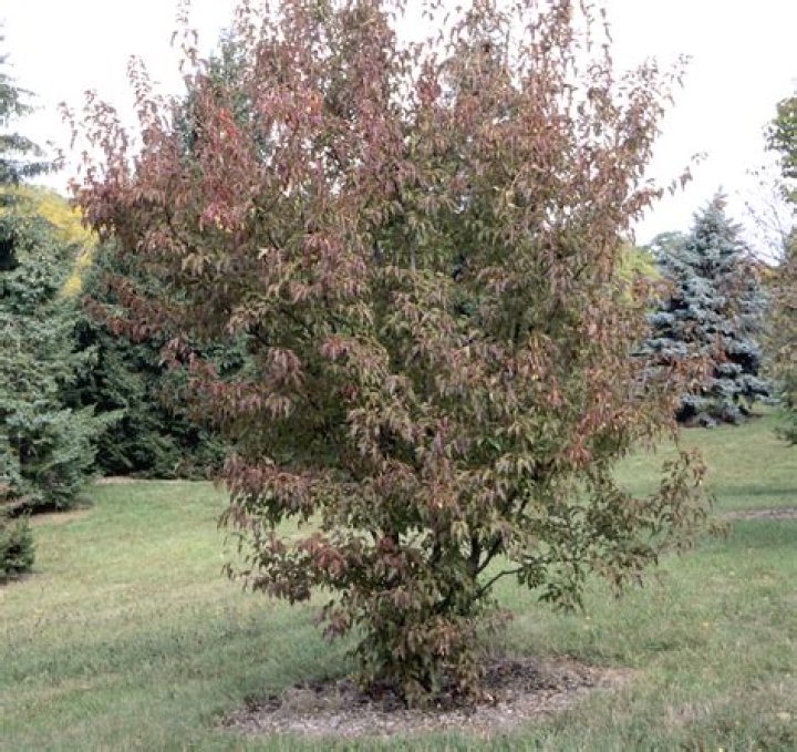 How do you treat a sick plum tree?