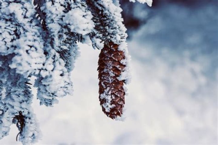 How do you treat a stressed pine tree?