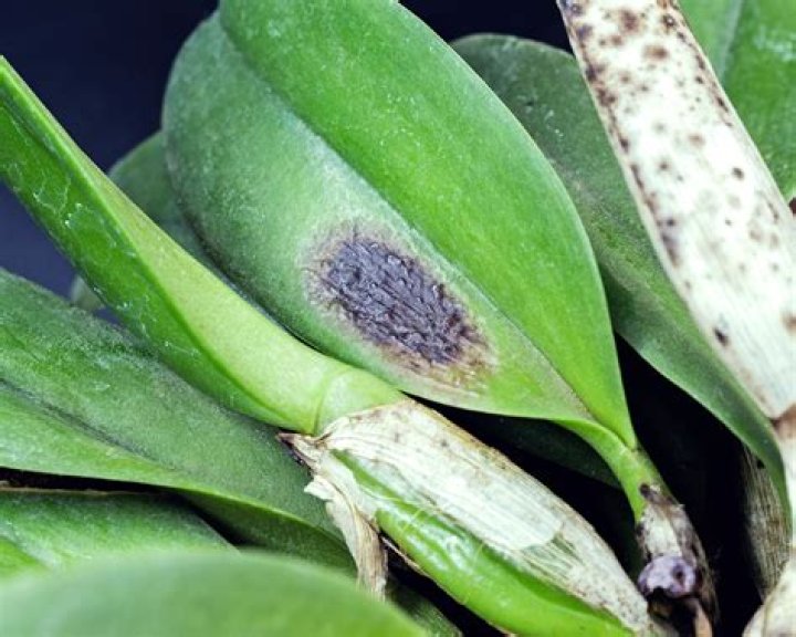 How do you treat an infected bacterial orchid?