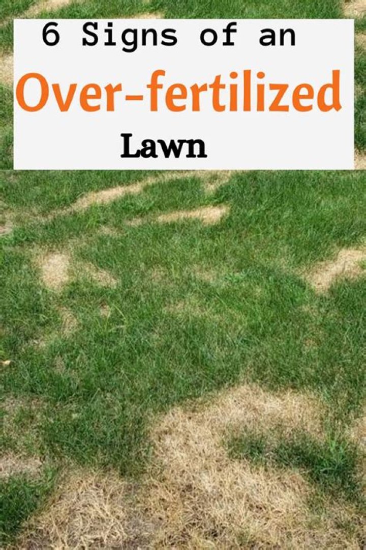 How do you treat an over fertilized lawn?