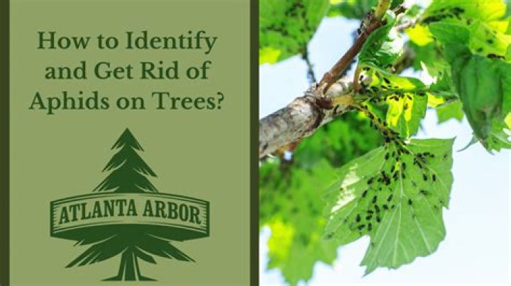 How do you treat aphids on maple trees?