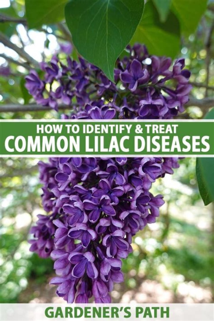 How do you treat bacterial blight on lilacs?