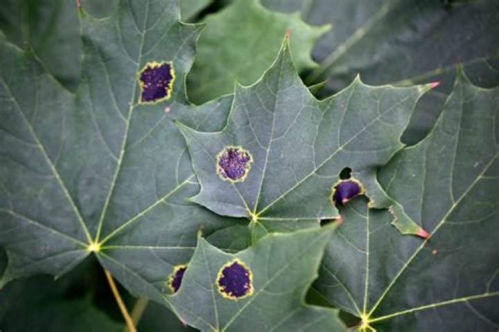 How do you treat black spots on maple leaves?
