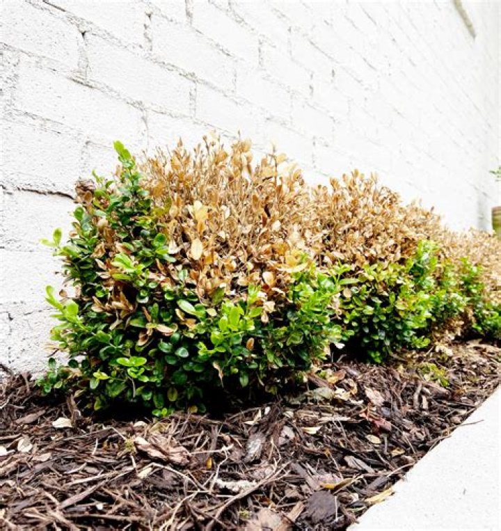 How do you treat boxwood brown leaves?