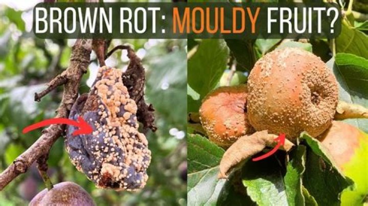 How do you treat brown rot?