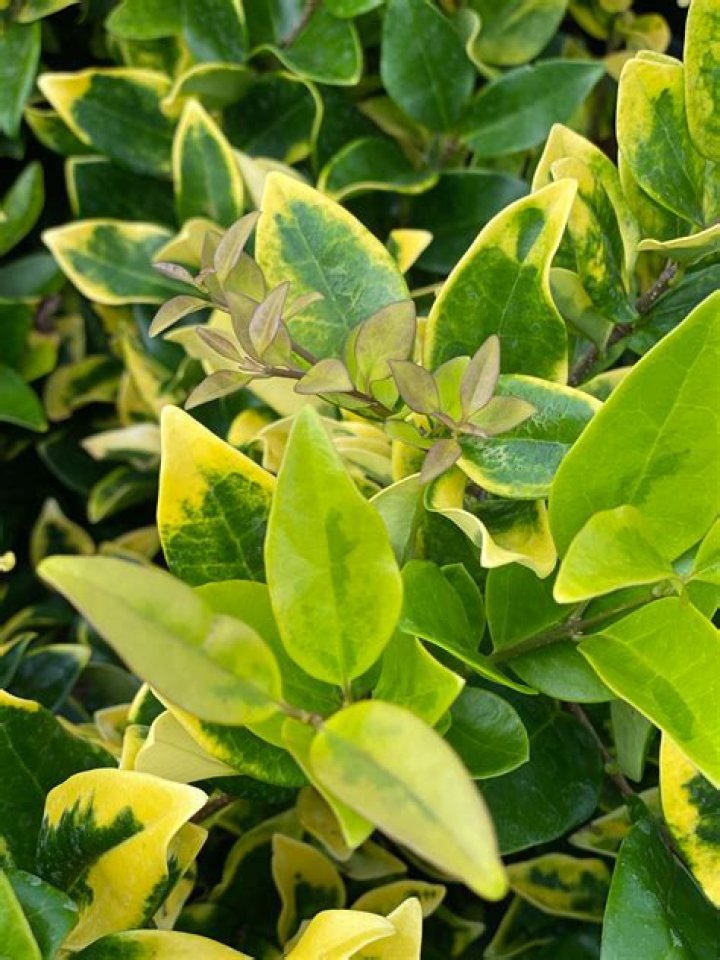 How do you treat brown spots on Ligustrum?