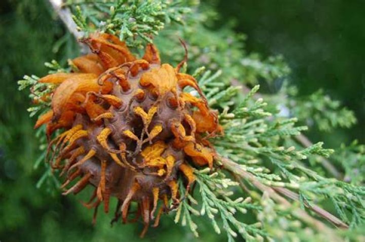 How do you treat cedar fungus?