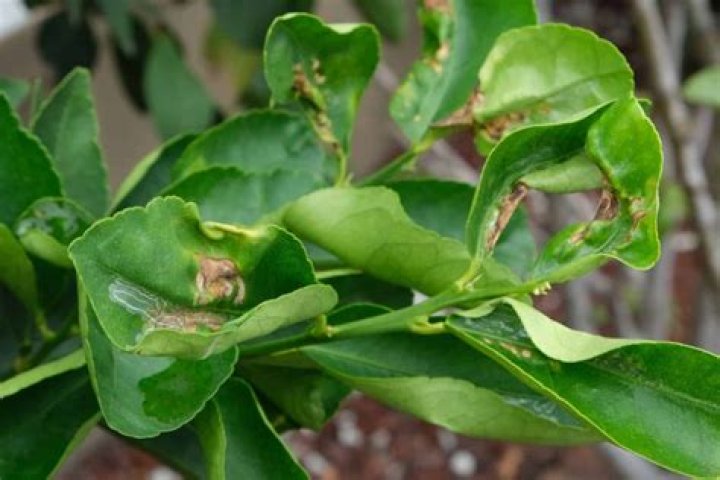 How do you treat citrus scabs?