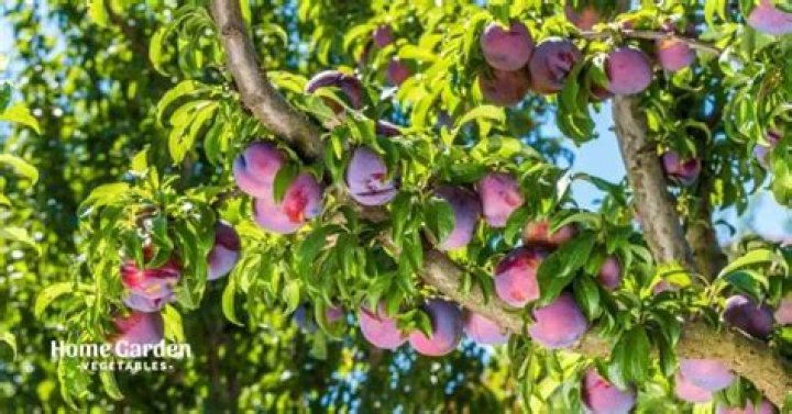 How do you treat curly leaves on a plum tree?