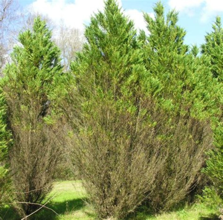 How do you treat Cypress blight?