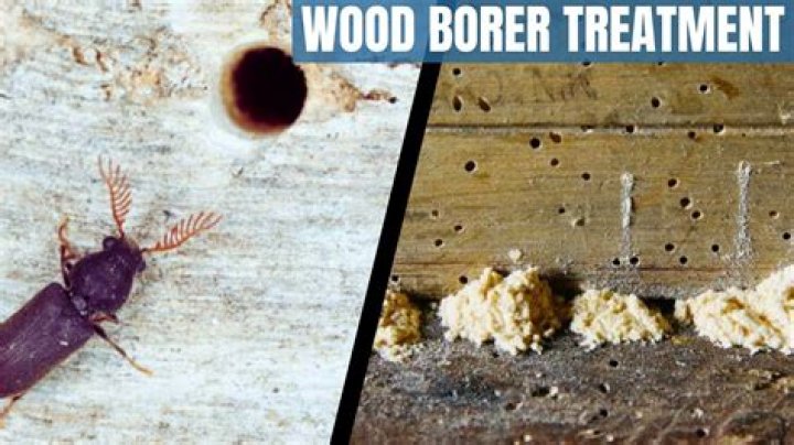 How do you treat dogwood borer?