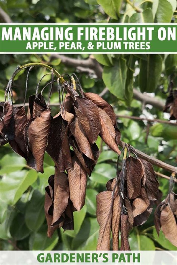 How do you treat fire tree blight on pear trees?
