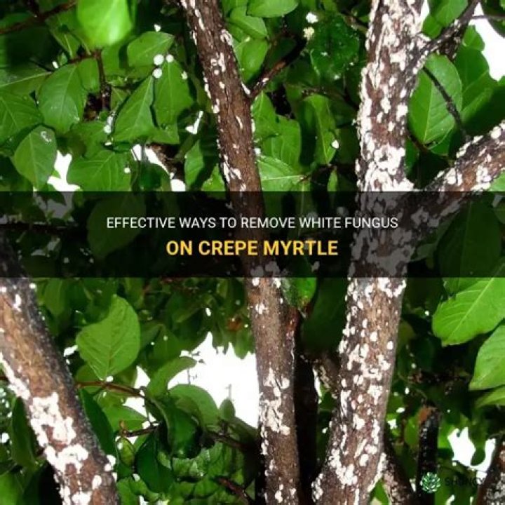 How do you treat fungus on a crepe myrtle?