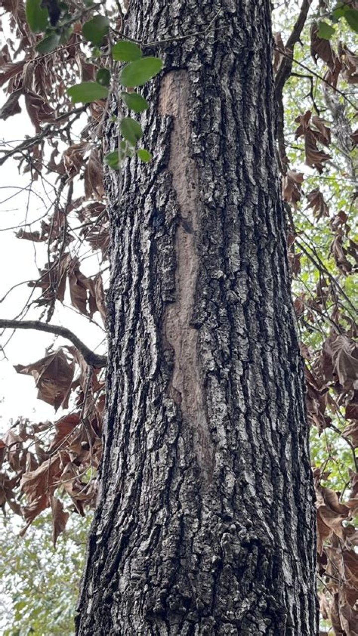 How do you treat fungus on a redbud tree?