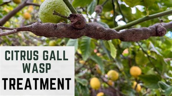 How do you treat gall trees?