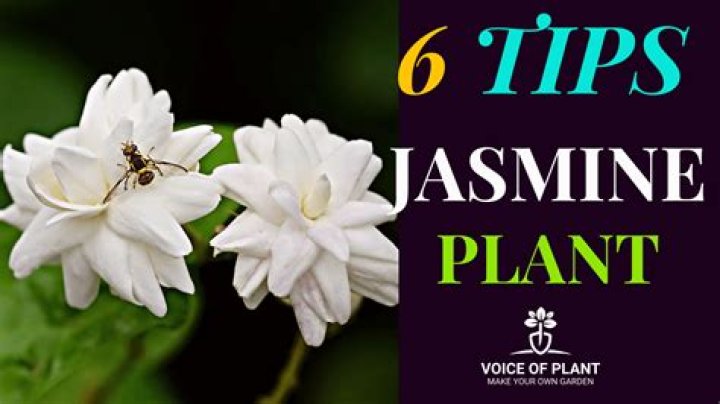 How do you treat jasmine fungus?