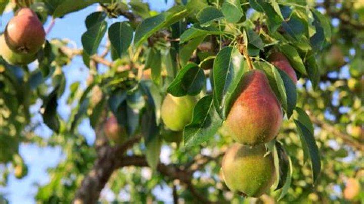 How do you treat leaf spots on a pear tree?
