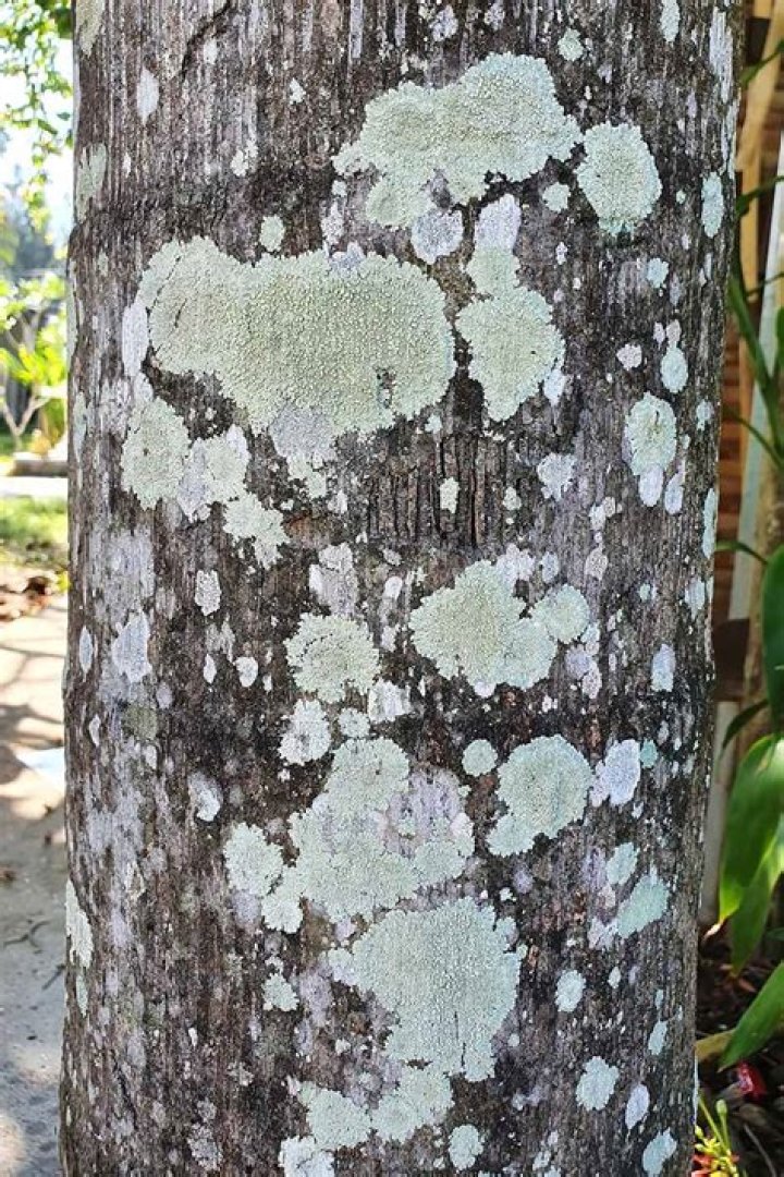 How do you treat maple fungus?