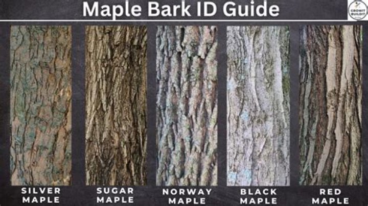 How do you treat maple tree bark?