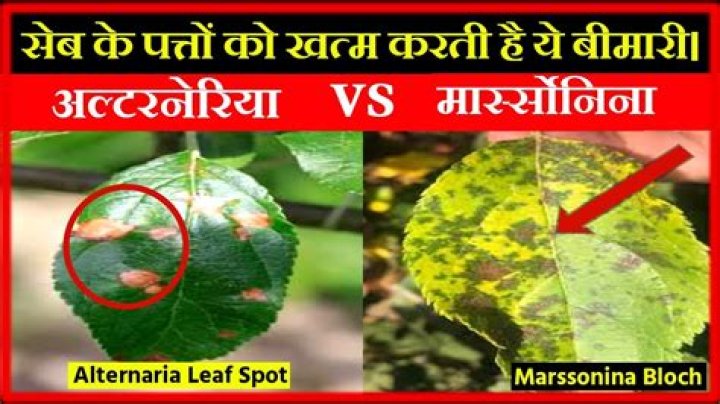 How do you treat Marssonina leaf spots?