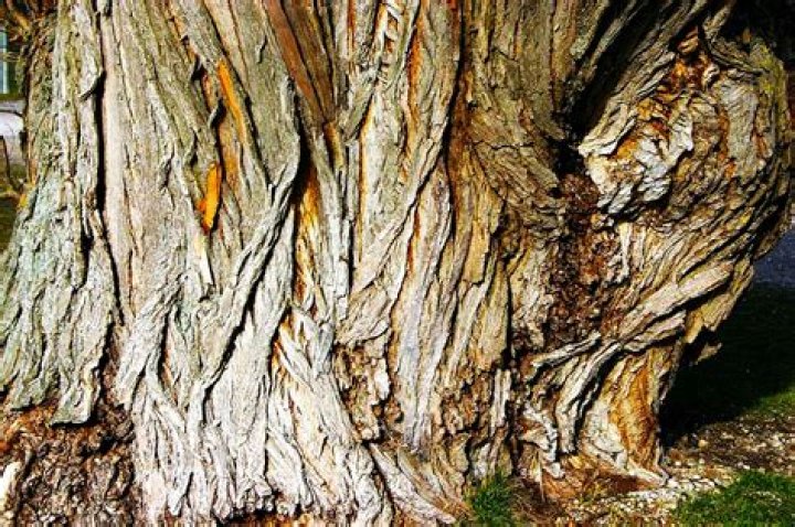 How do you treat peeling bark on trees?