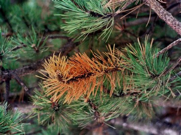 How do you treat pine tree disease?