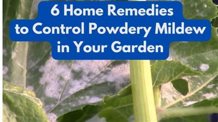 How do you treat powdery mildew on hands?