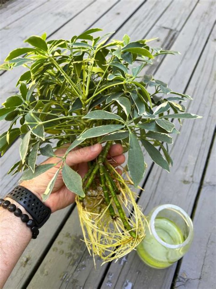 How do you treat schefflera fungus?