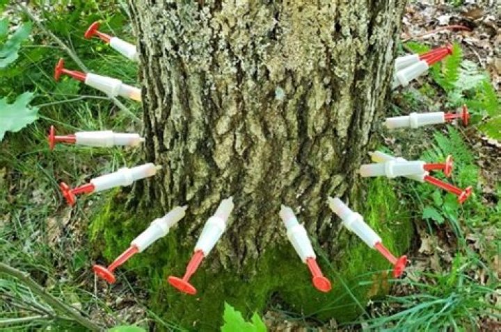 How do you treat tree borers?