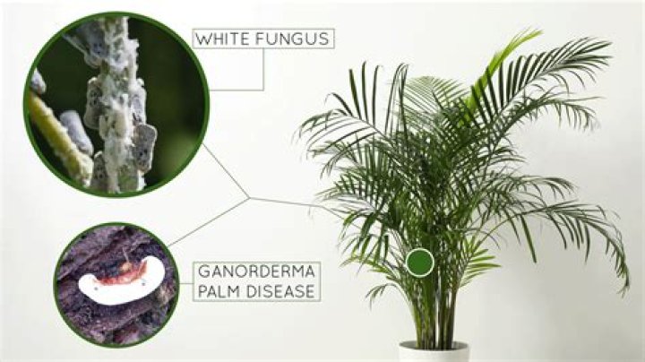 How do you treat white fungus on sago palms?