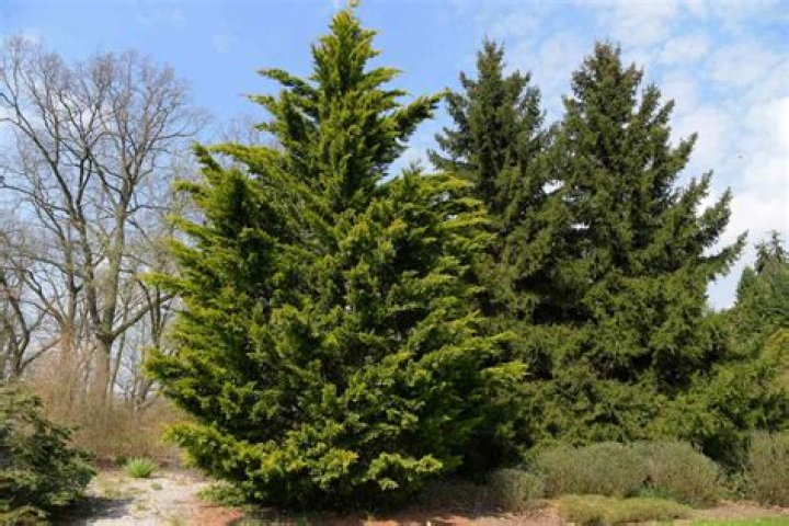 How do you trim a Leyland spruce?
