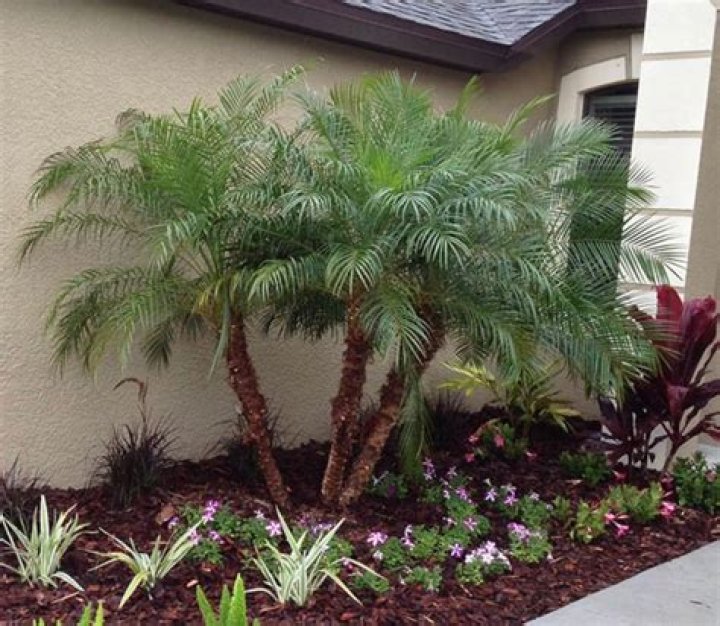 How do you trim a Phoenix palm tree?