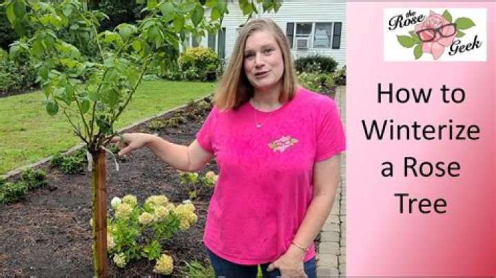 How do you winterize a willow tree?
