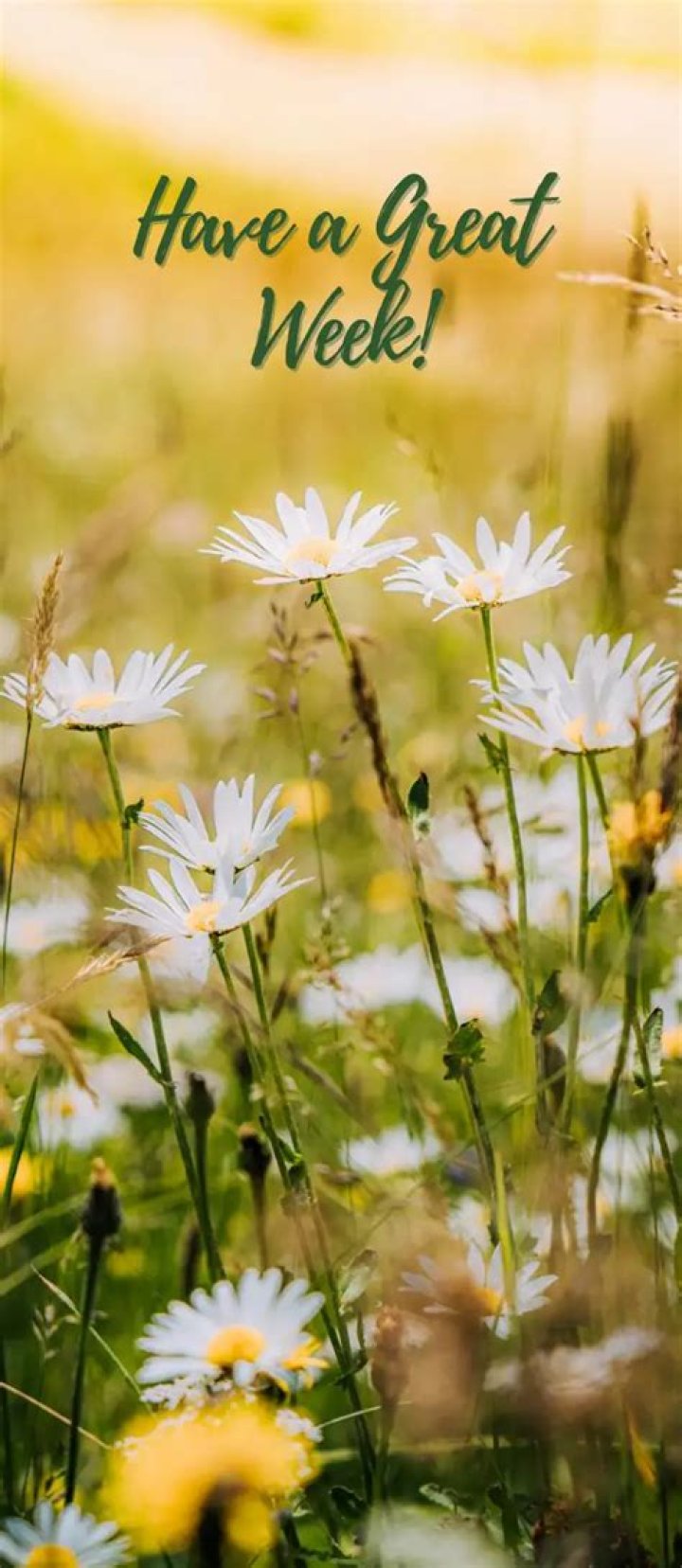 How do you wish someone a good start of the week?