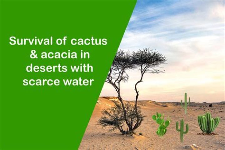 How does a desert tree survive in the desert?