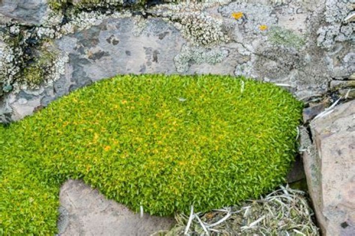 How does Antarctic hair grass survive?