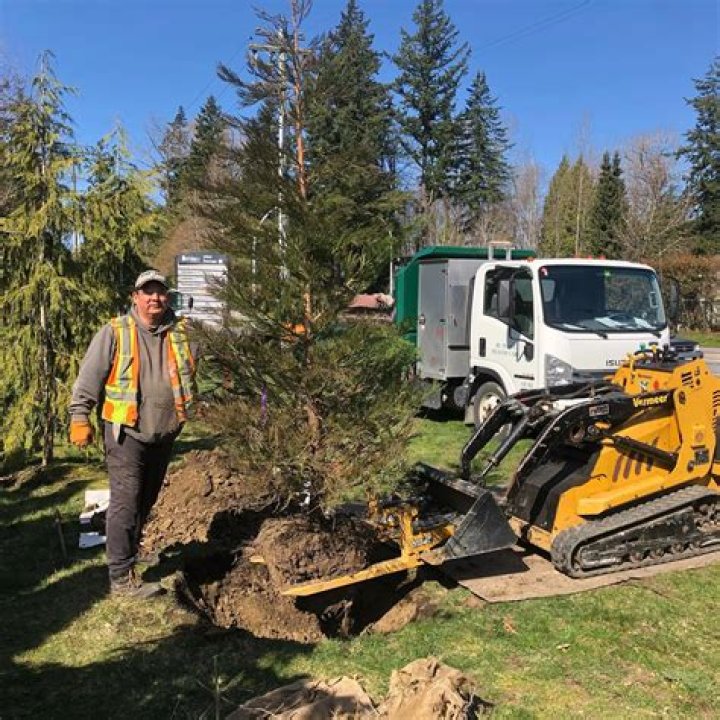 How does savatree tree disease treatment services work?