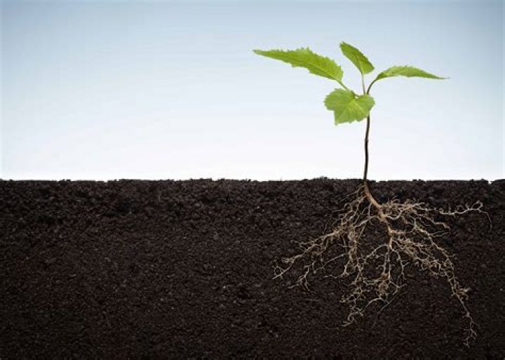 How does soil die?