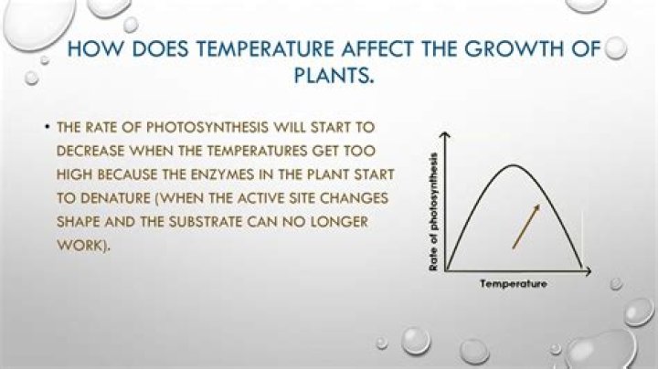 How does temperature affect the seeds growth?
