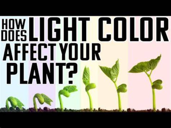 How does the color red affect plant growth?