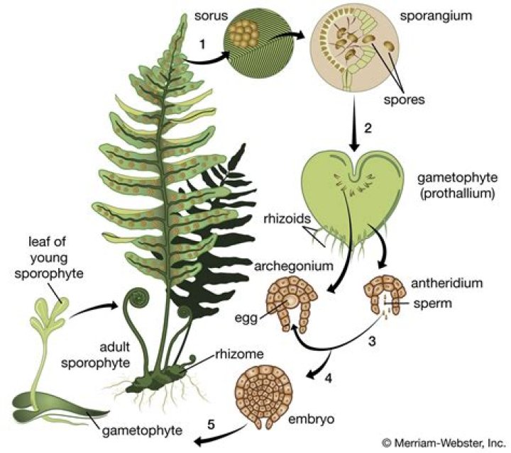 How does the moss sporophyte obtain nutrition?