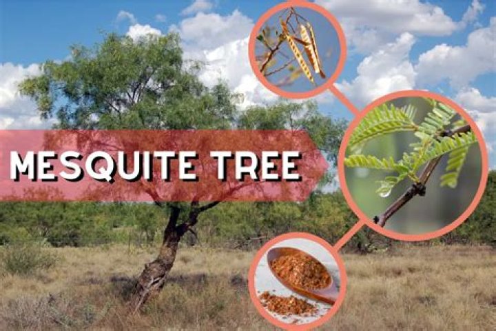 How does triclopyr ester work on mesquite trees?