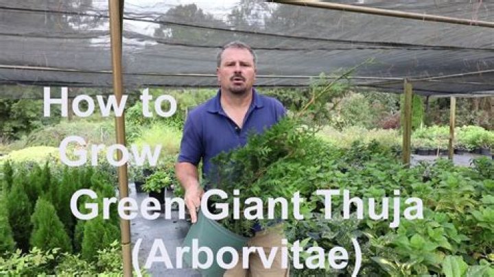 How far apart do I plant Green Giant arborvitae?