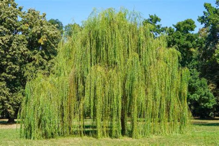 How far apart do you plant willow trees?