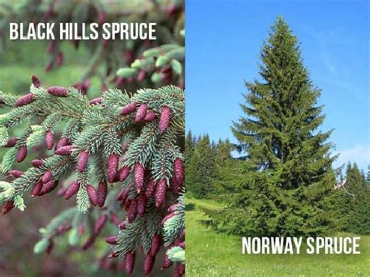How far apart should you plant Black Hills spruce?
