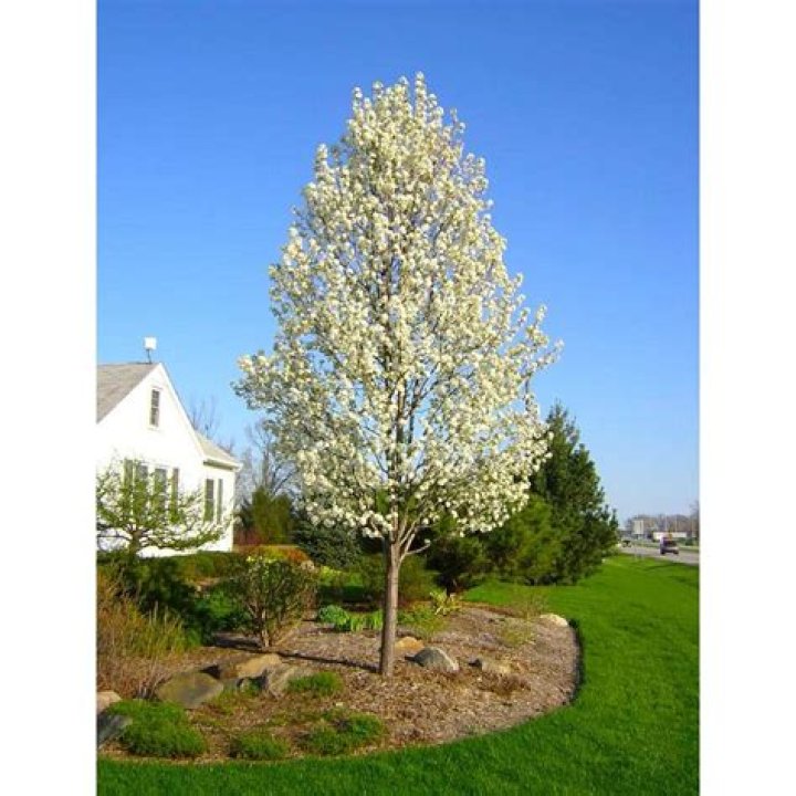 How far apart should you plant ornamental pear trees?