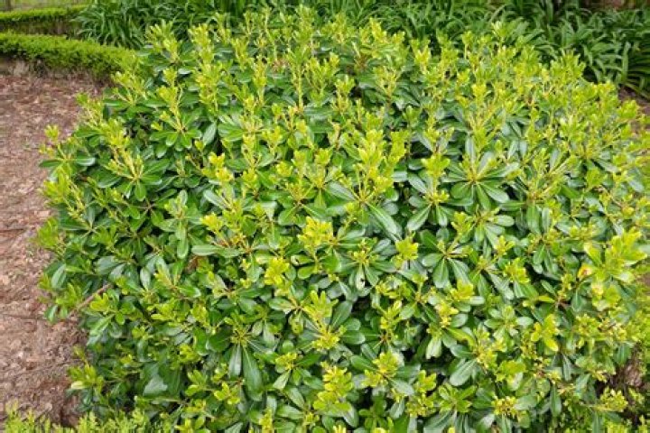 How far apart should you plant pittosporum?